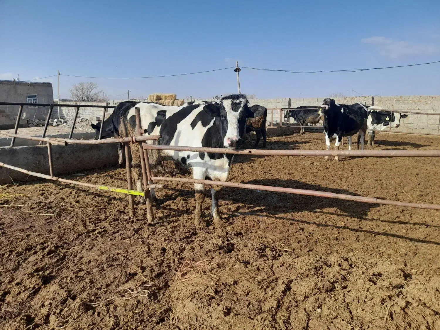 گاو شیری|حیوانات مزرعه|سیدآباد, |دیوار