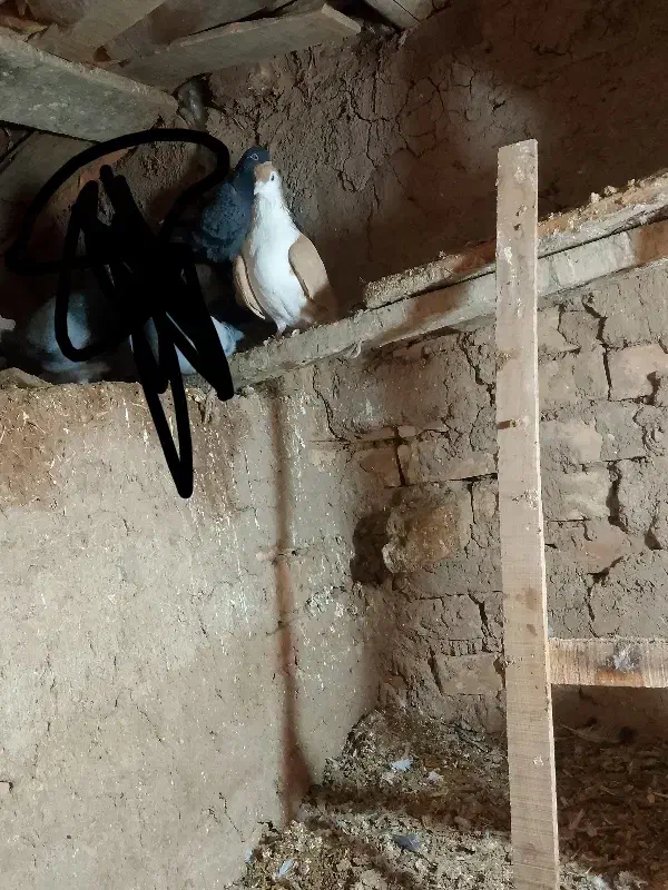 .،،|پرنده|میان جلگه, |دیوار