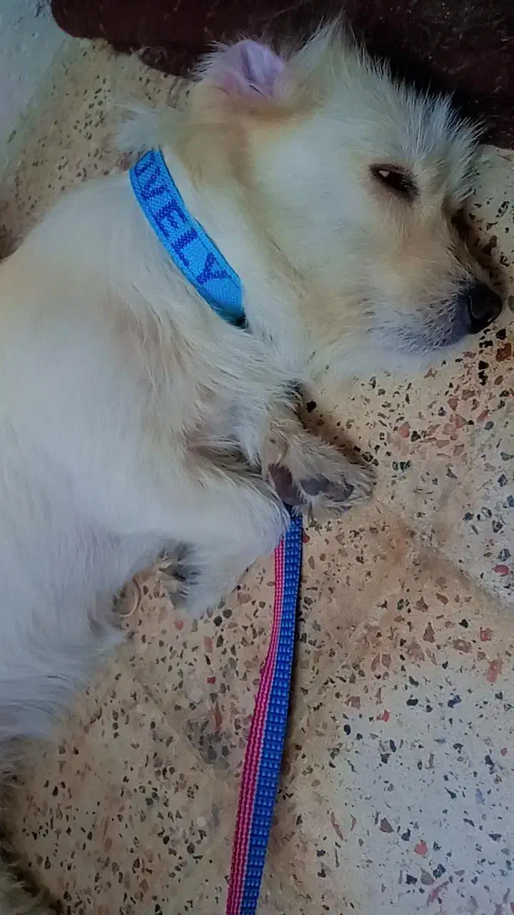 سگ‌پاکوتاه فروشی فوری|سگ|گرگان, |دیوار