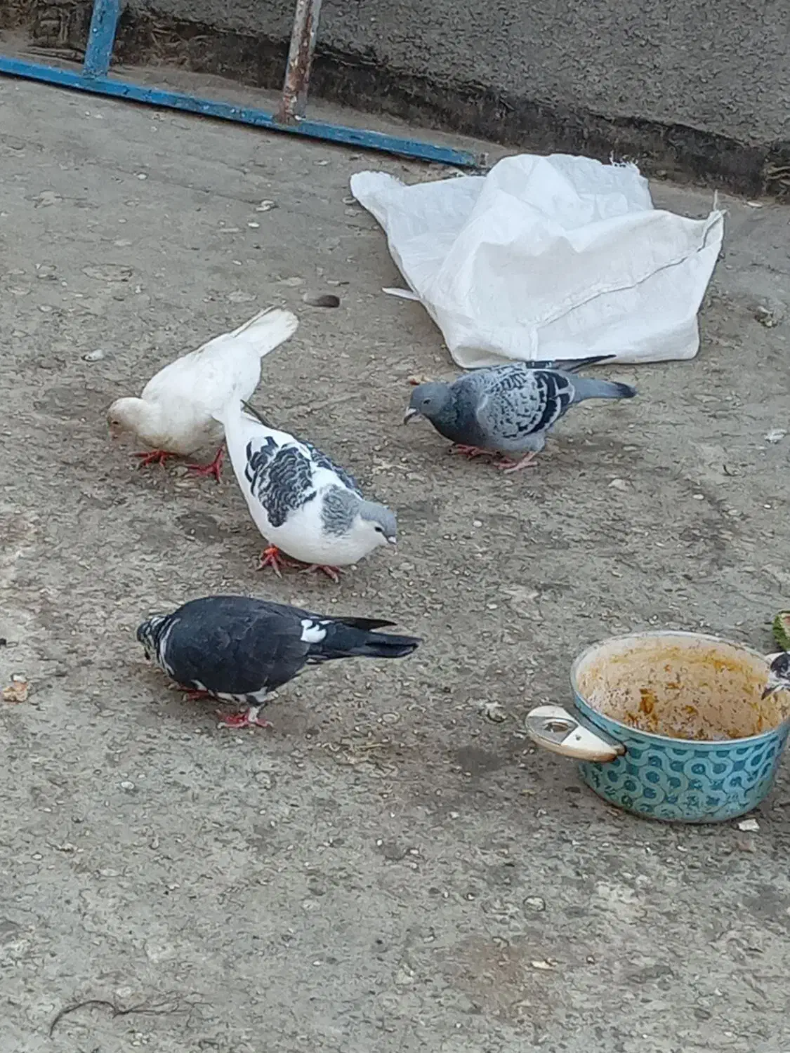 ۱۲ عدد کبتر|پرنده|رضویه, |دیوار