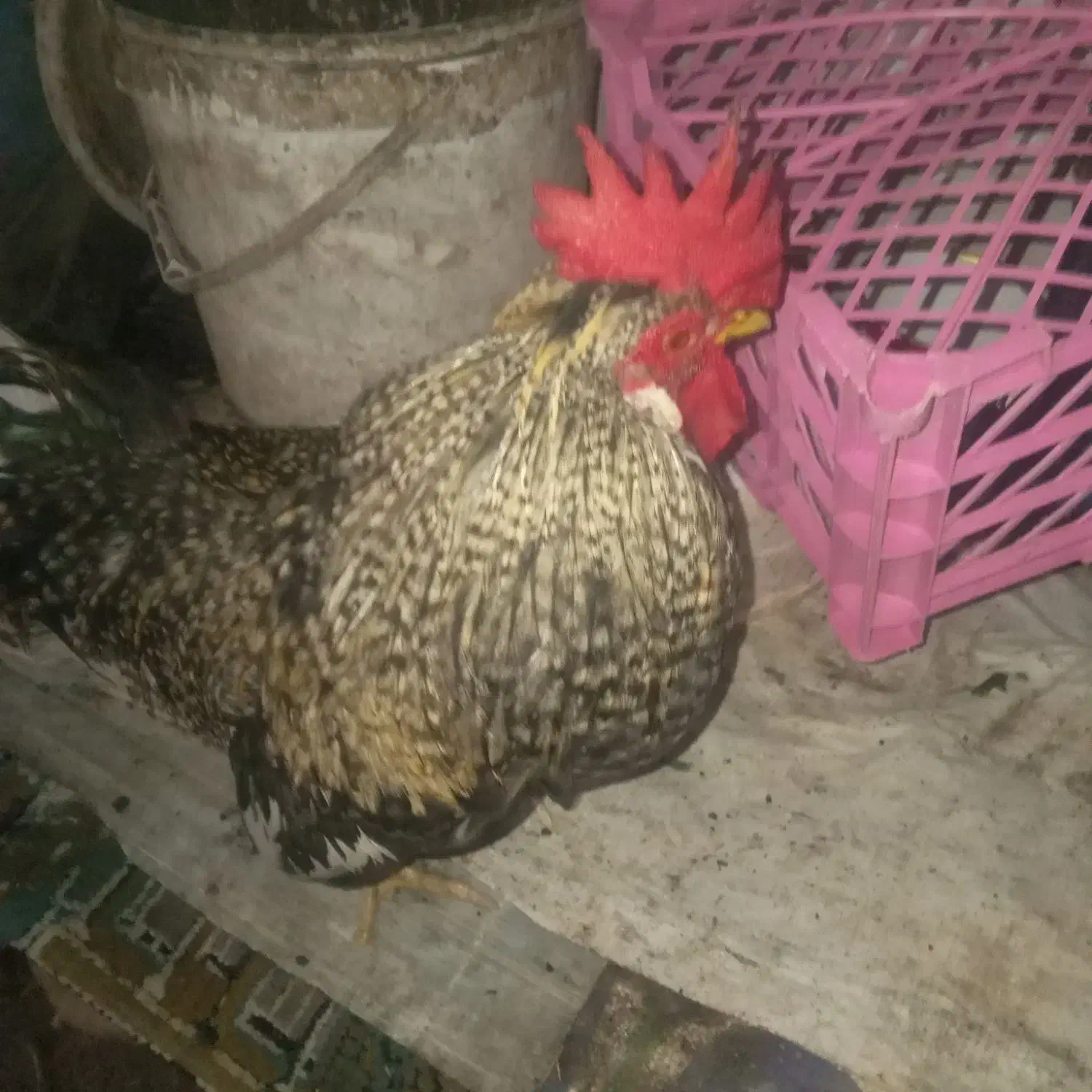 خروس گلخانه ایی|حیوانات مزرعه|بندر ماهشهر, |دیوار