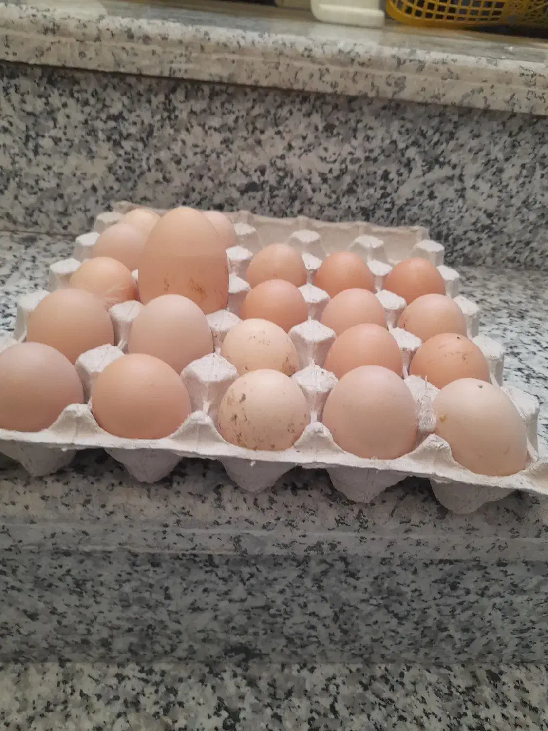 تخم مرغ برهما نطفه دار|حیوانات مزرعه|یزد, |دیوار