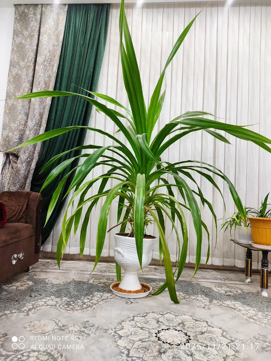 گل پاندانوس سالم و زیبا|گل و گیاه طبیعی|نیشابور, ده حلاج|دیوار