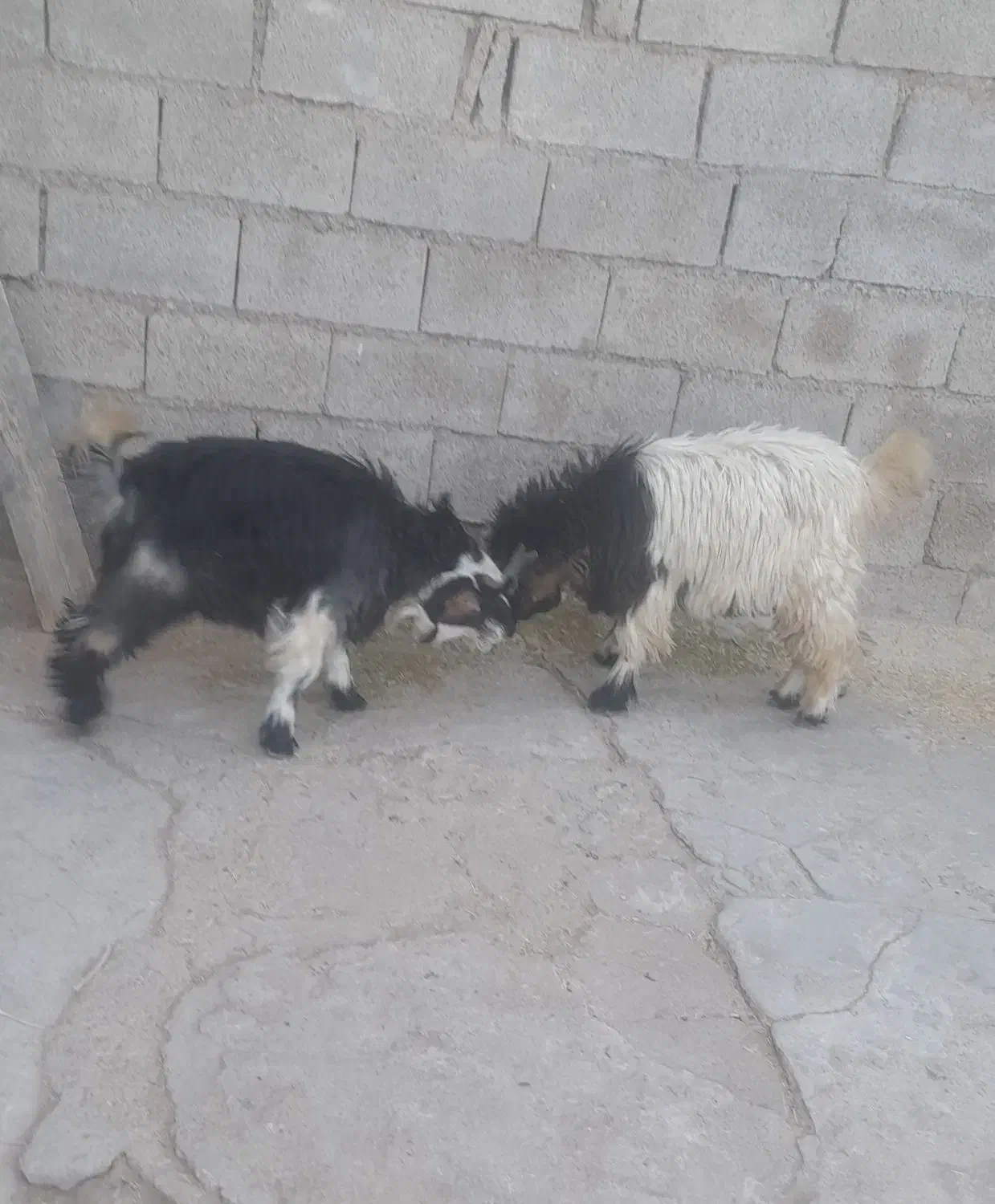 دوعدد بیگ نر پرواری آماده کشتار|حیوانات مزرعه|مسجد سلیمان, |دیوار