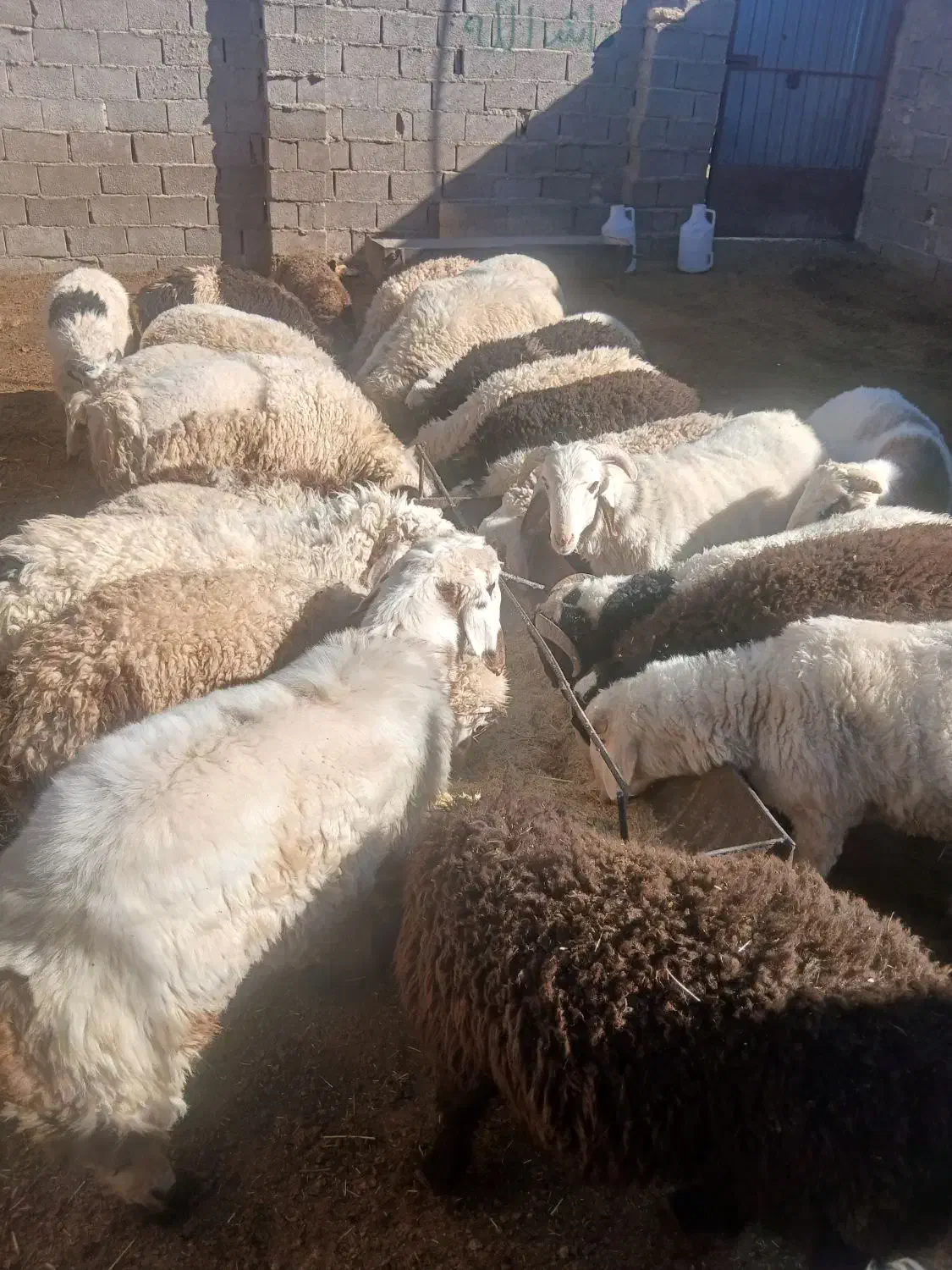 فروش بره نر|حیوانات مزرعه|بردسیر, |دیوار