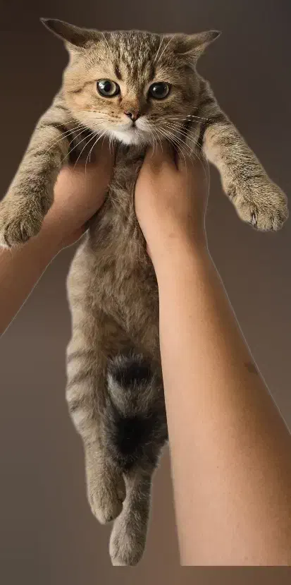 گربه بریتیش|گربه|تهران, مشیریه|دیوار