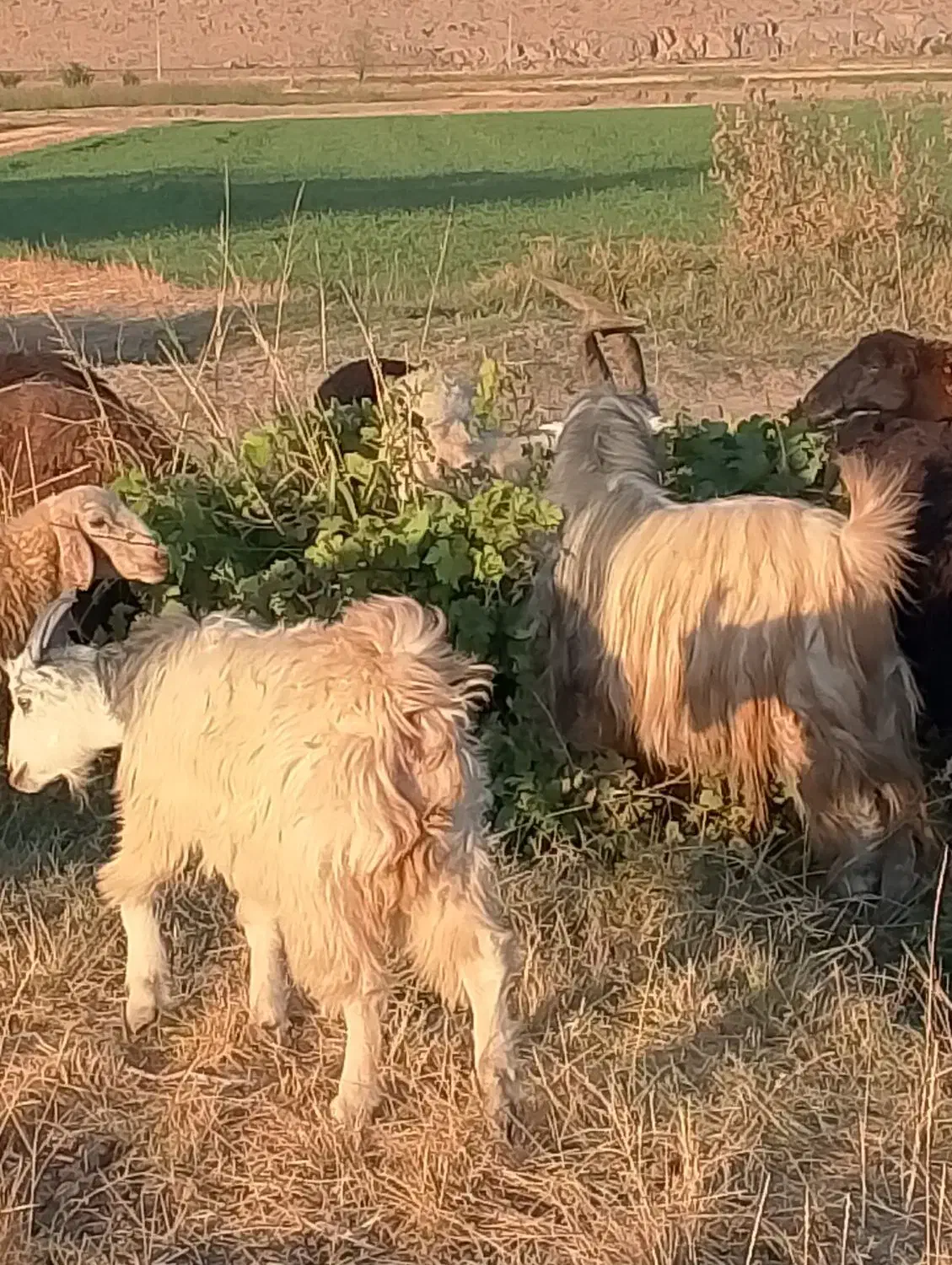 نربزجلورو|حیوانات مزرعه|شازند, |دیوار