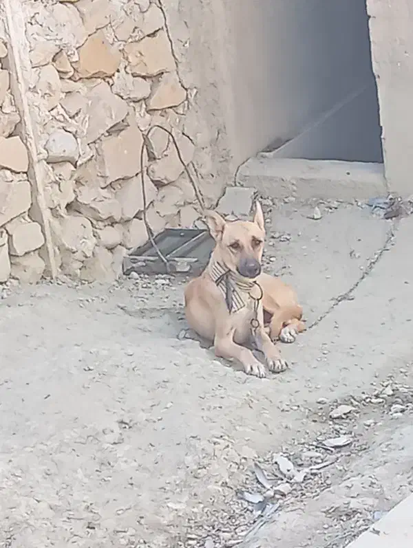 واگذاری سگ میکس ژرمن مالانیوز|سگ|نورآباد ممسنی, |دیوار