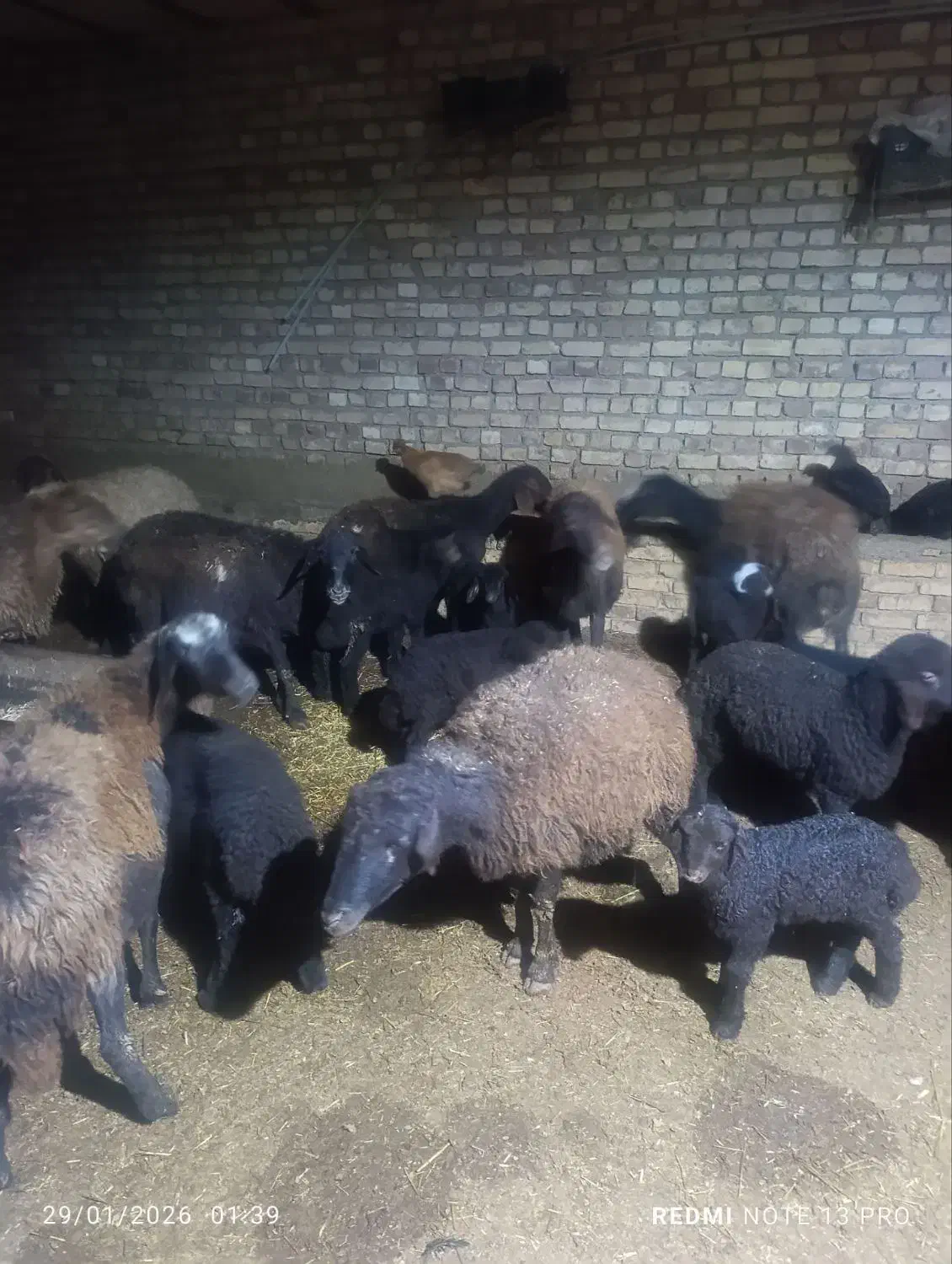 میش وبره|حیوانات مزرعه|طاغنکوه, |دیوار