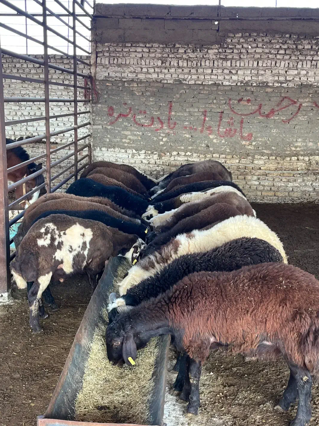 بره چاق و پای پروار ۳۹۵|حیوانات مزرعه|گرگان, |دیوار