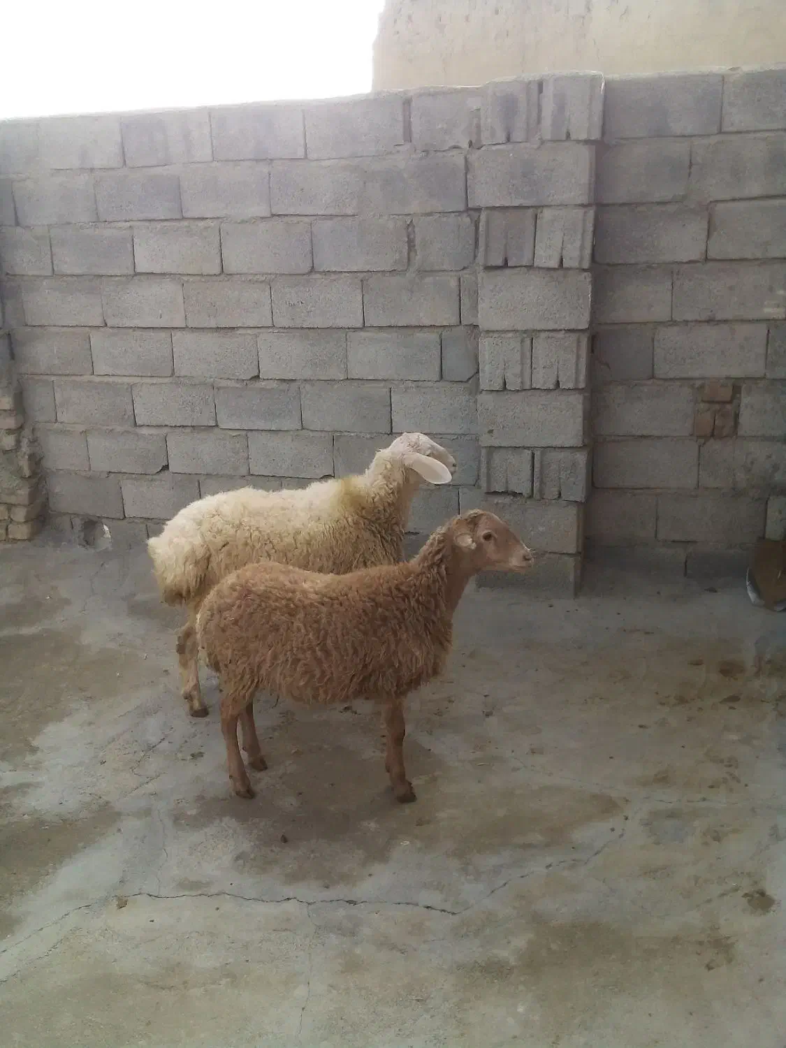 دو عدد کاور مغان یک عدد نر یک عدد ماده|حیوانات مزرعه|سنقر, |دیوار