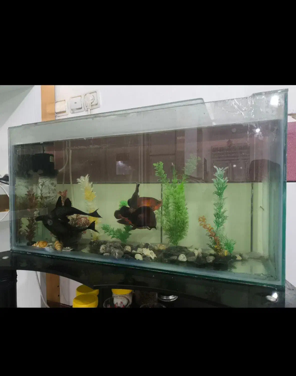 آکواریوم با کل وسایل|ماهی|اسدآباد, |دیوار