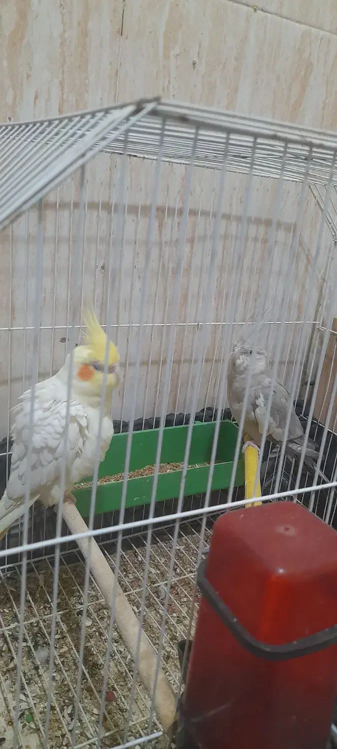 عروس هلندی|پرنده|شادگان, |دیوار