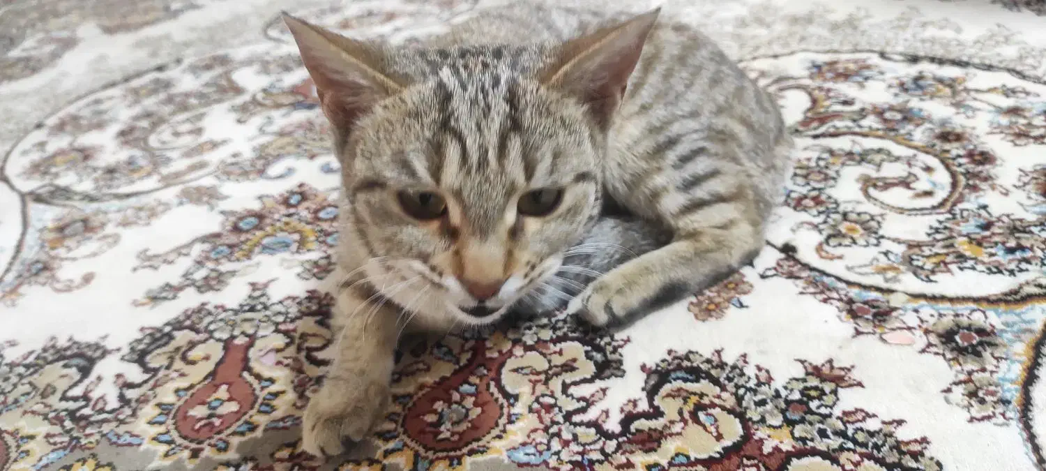 گربه خانگی|گربه|سنندج, |دیوار