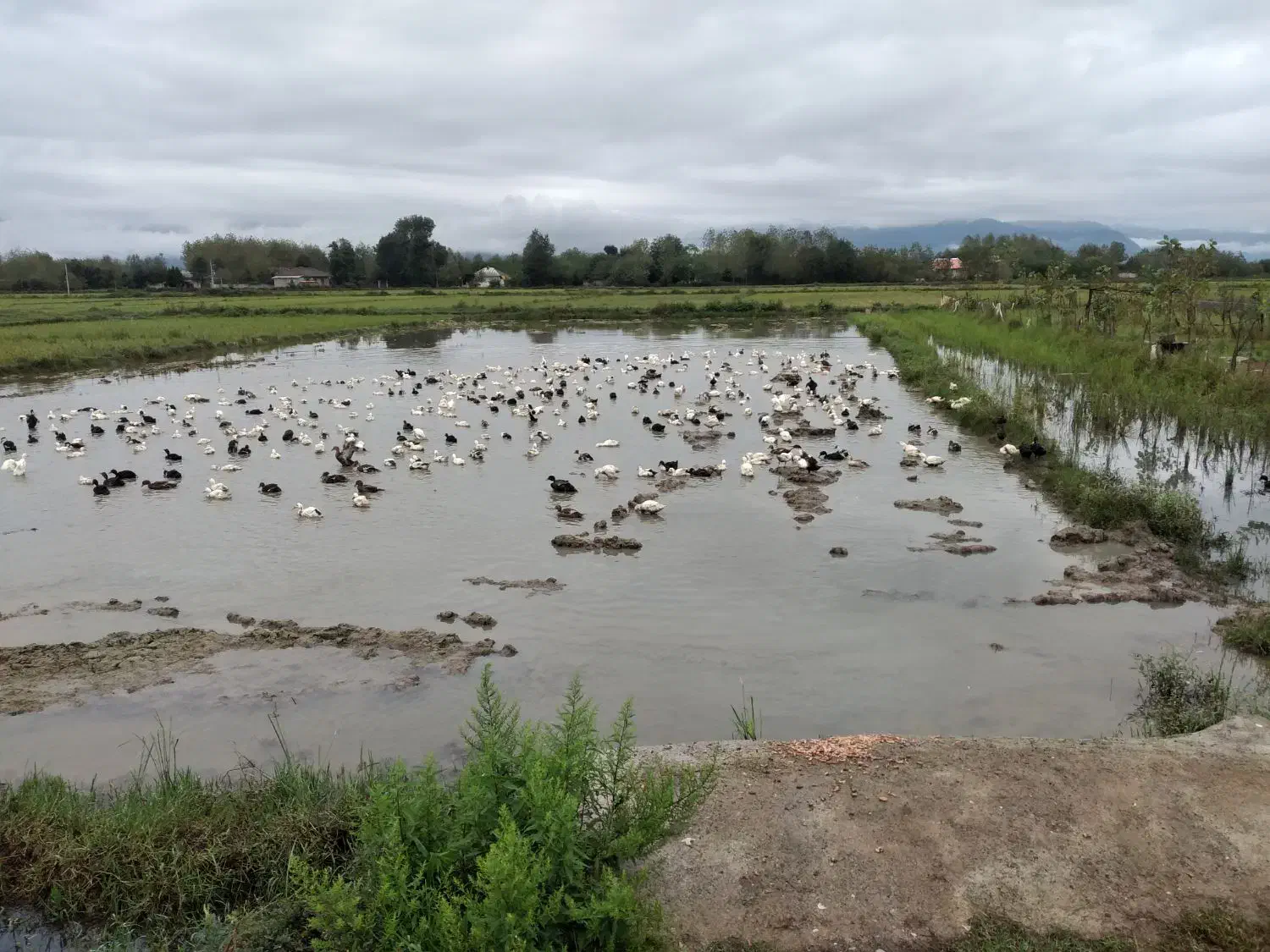 اردک محلی|حیوانات مزرعه|گوراب زرمیخ, |دیوار