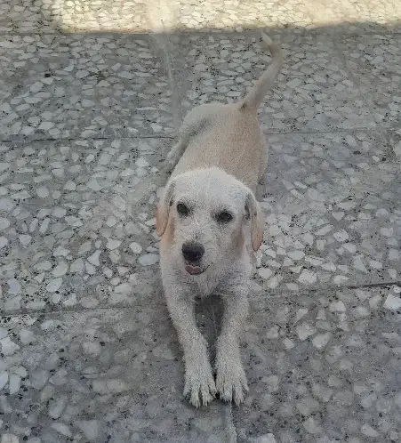 سگ بازگوش|سگ|برازجان, |دیوار