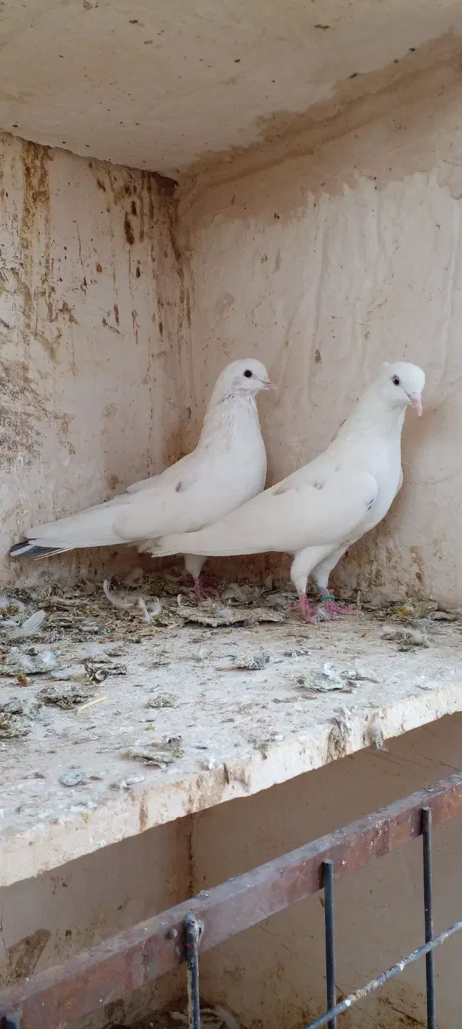 کفتر پرشی|پرنده|ساوه, |دیوار