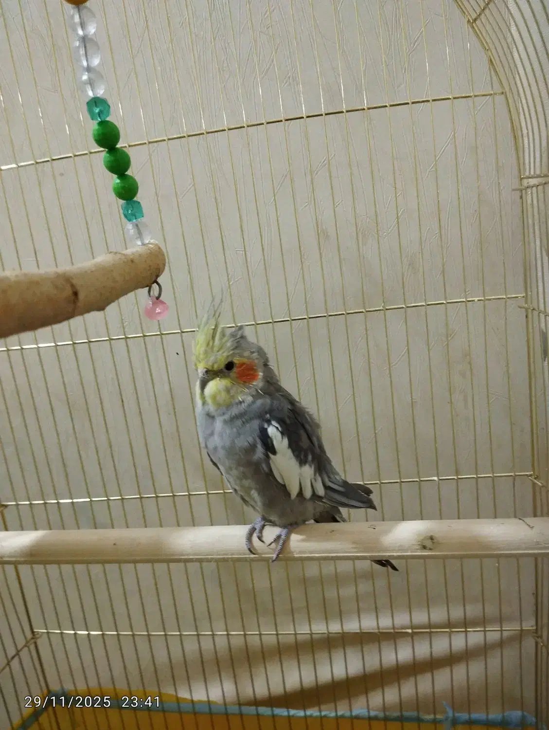 عروس هلندی مولد|پرنده|شوش, |دیوار