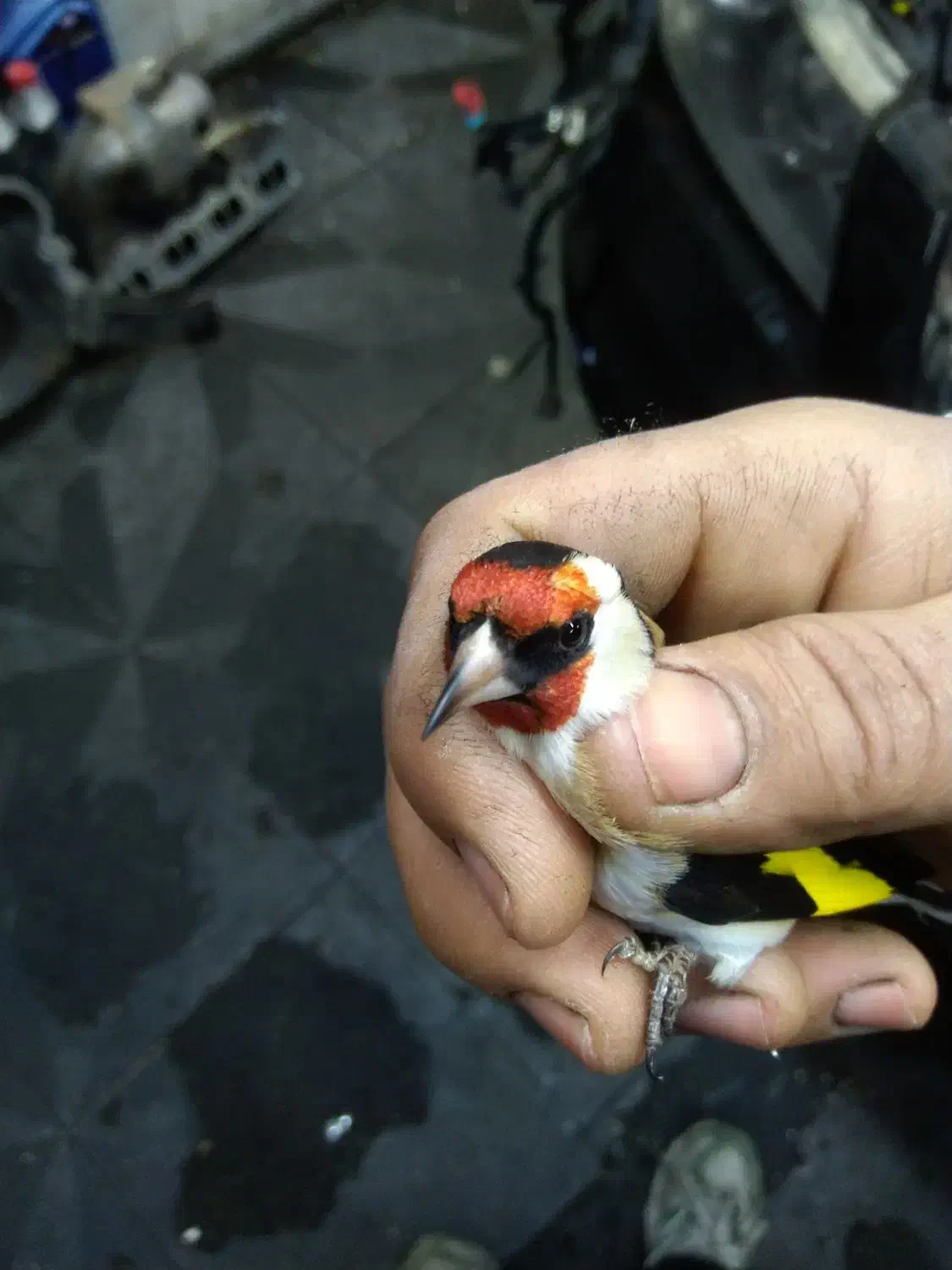 سهره|پرنده|تهران, امام زاده عبدالله|دیوار