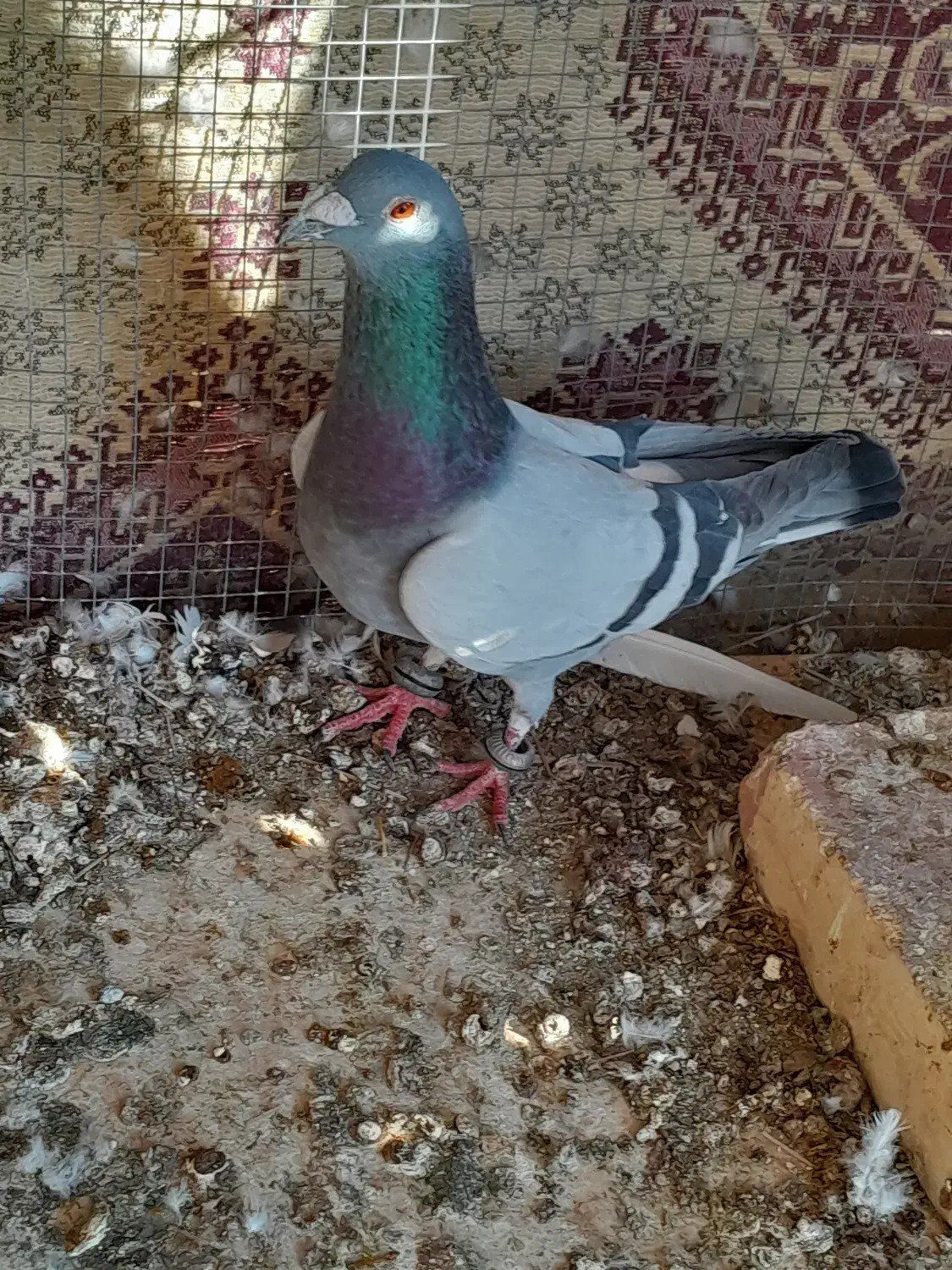 کبوتر پایین بخون بعد بیا|پرنده|سراوان, |دیوار