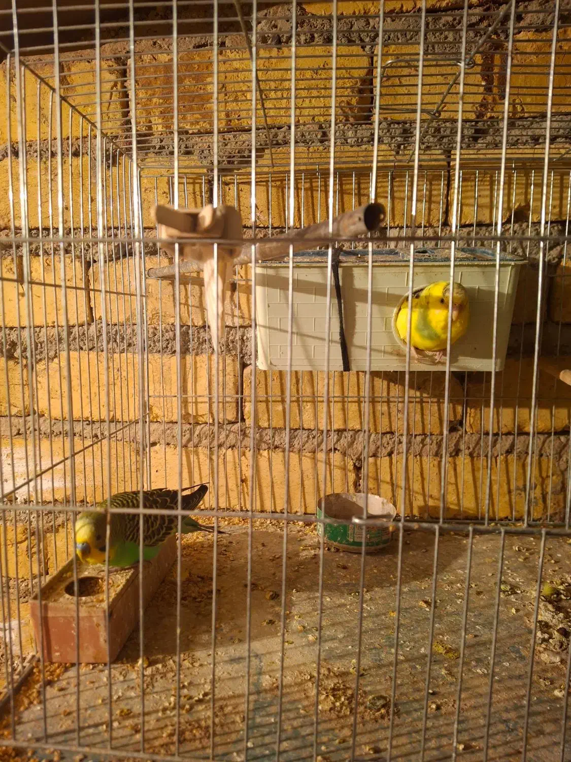 مرغ عشق برای فروش|پرنده|قزوین, |دیوار