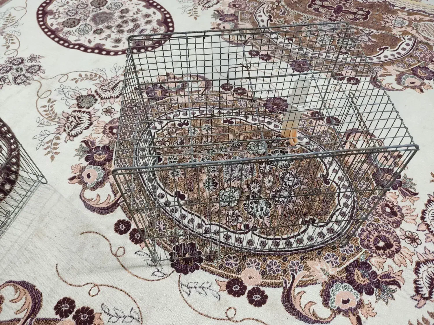 قفس|لوازم جانبی حیوانات|قروه, |دیوار