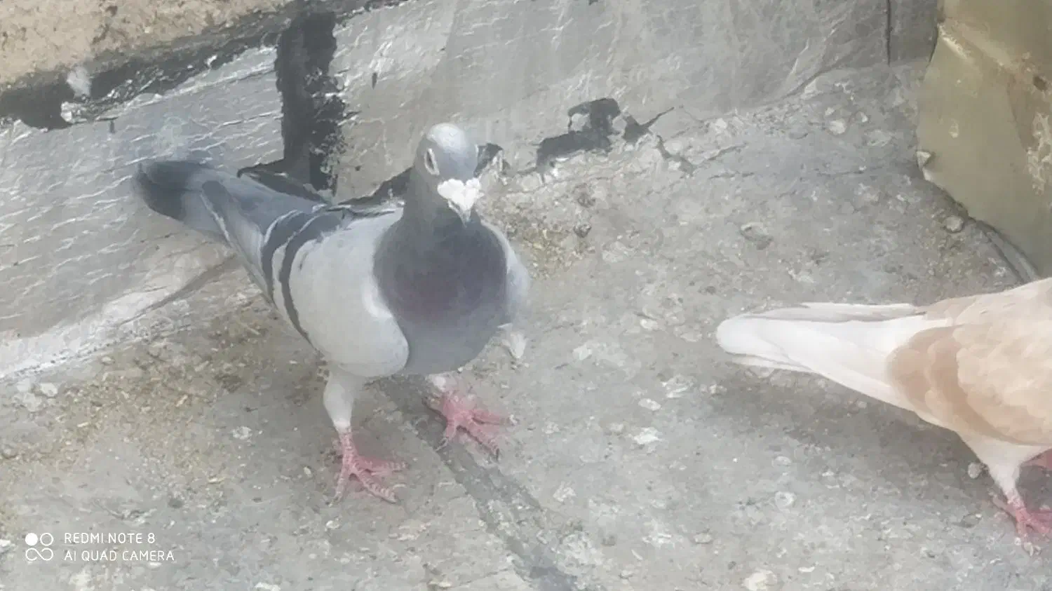 کبوتر پلاکی|پرنده|مرودشت, ژیان|دیوار