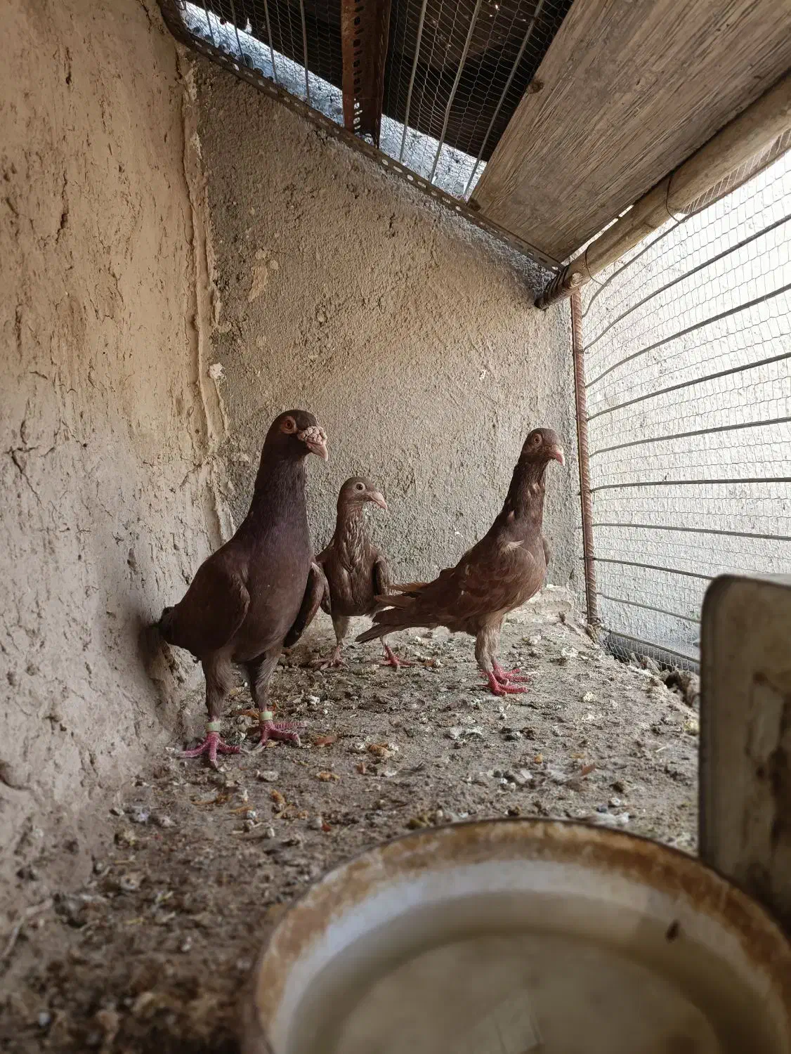 کبوتر|پرنده|گزیک, |دیوار