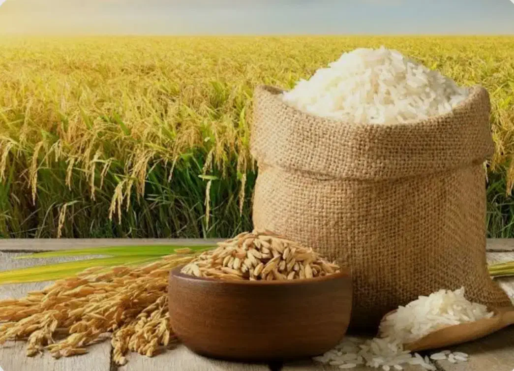 برنج طارم خالص مازندران از مزرعه تا درب منزل|خوردنی و آشامیدنی|تهران, راه آهن|دیوار