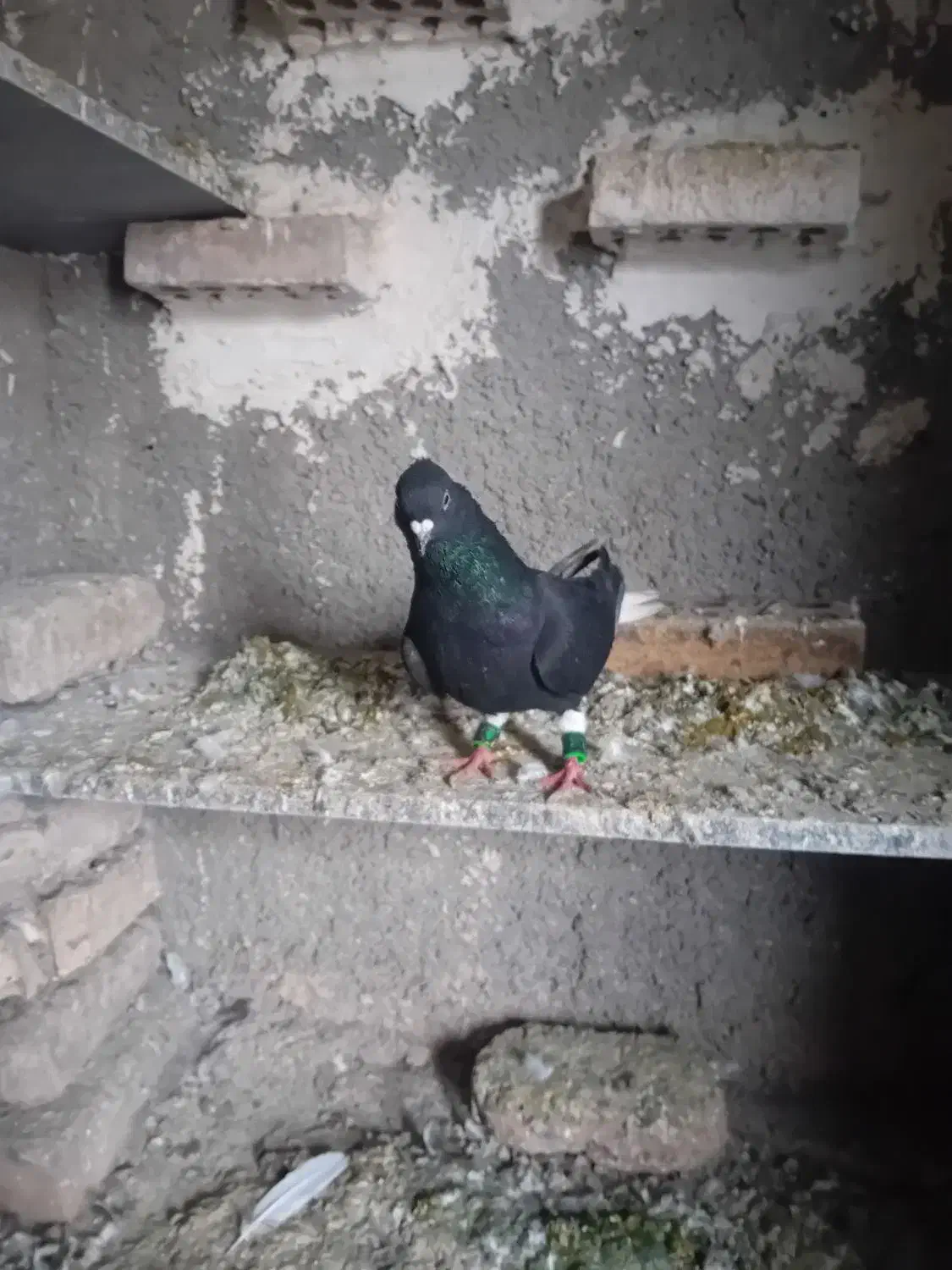 کبوتر|پرنده|خرم‌آباد, |دیوار