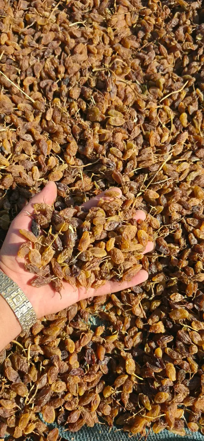 مویز|خوردنی و آشامیدنی|کوار, |دیوار