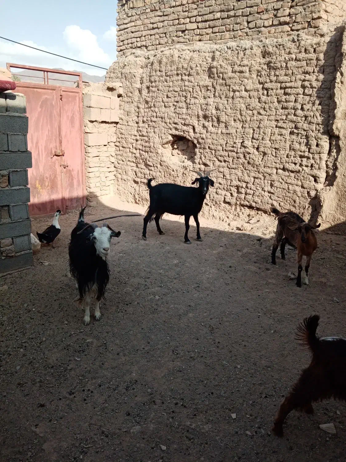 فروش دام|حیوانات مزرعه|دامغان, |دیوار