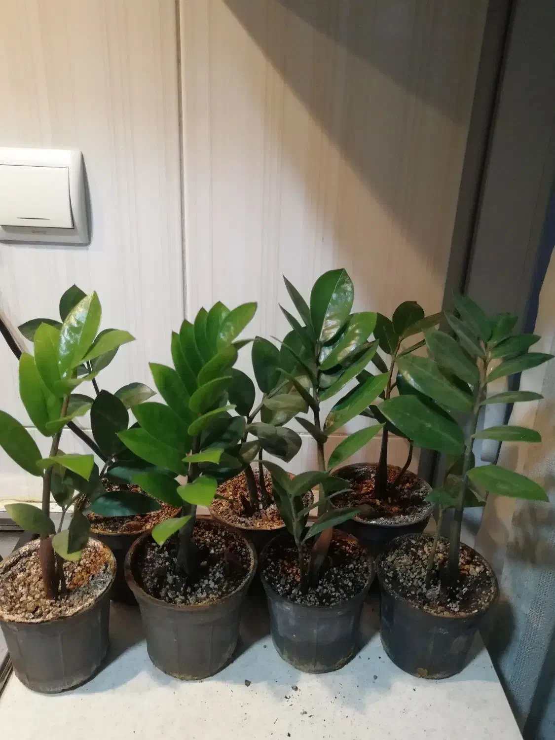 زاموفیلیا گل آپارتمانی|گل و گیاه طبیعی|شهریار, شهرک شاهد|دیوار