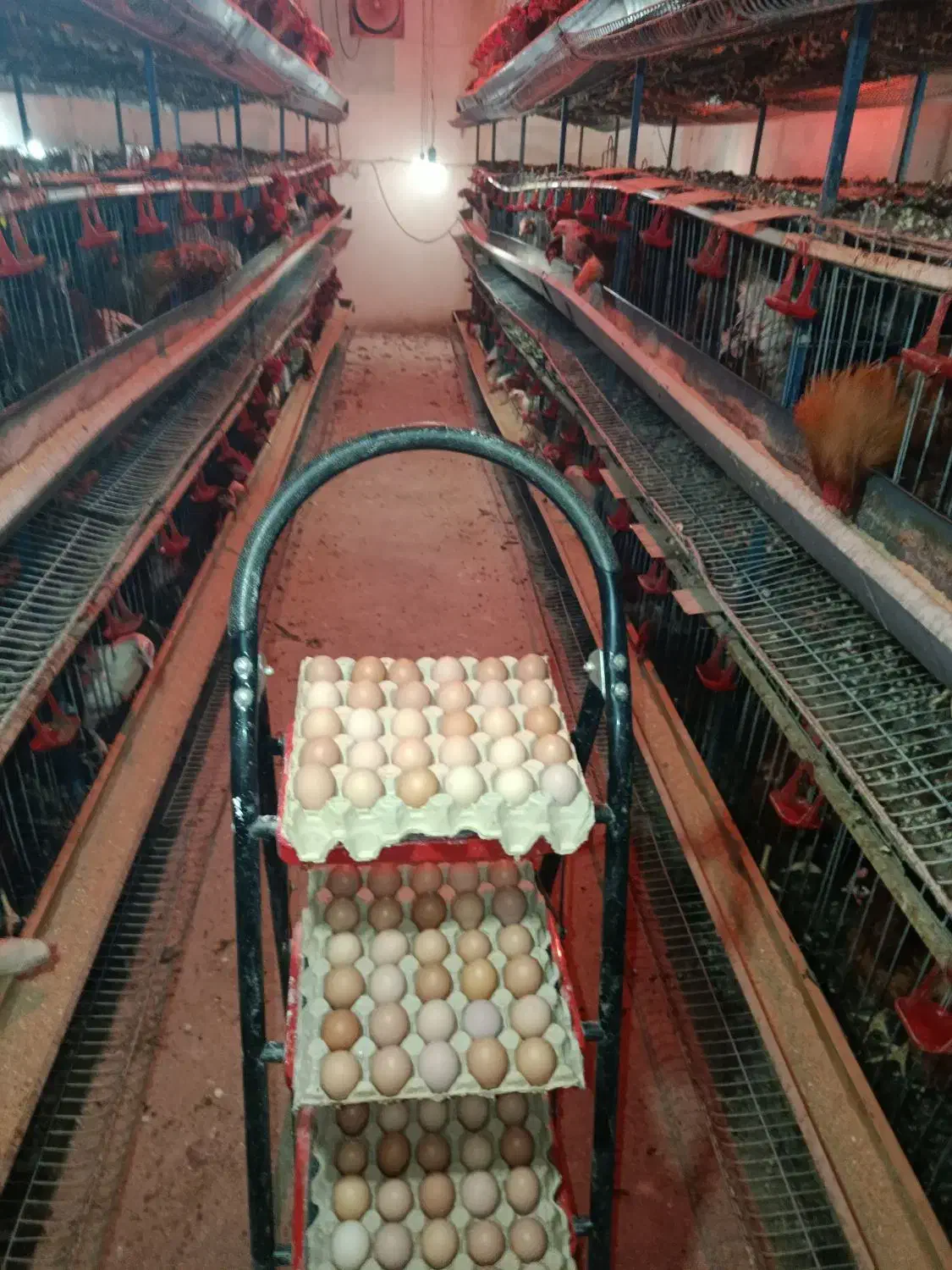 تخم مرغ محلی|خوردنی و آشامیدنی|هشتگرد, قاسم آباد بزرگ|دیوار