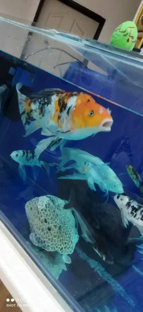 ماهی سانکه زاپنی|ماهی|رباطکریم, مسکن مهر آبشناسان|دیوار