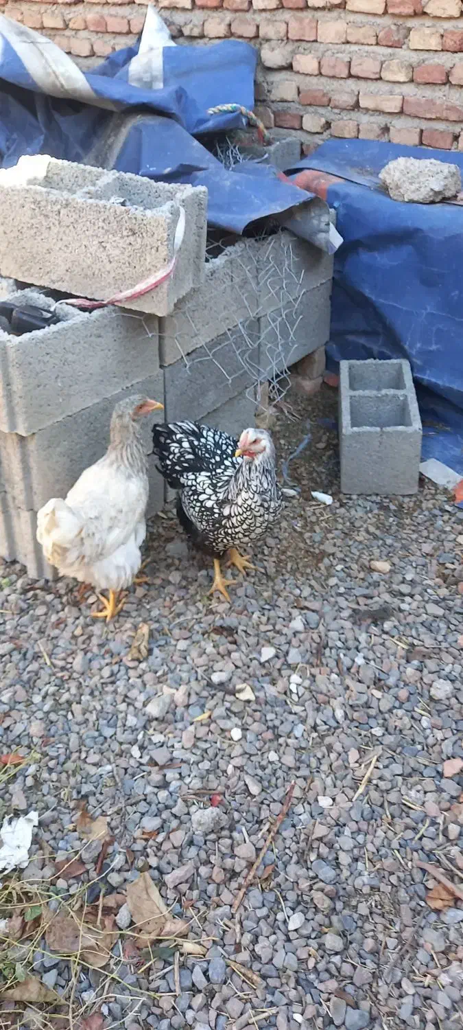 فریح ویاندوت|حیوانات مزرعه|مرند, |دیوار