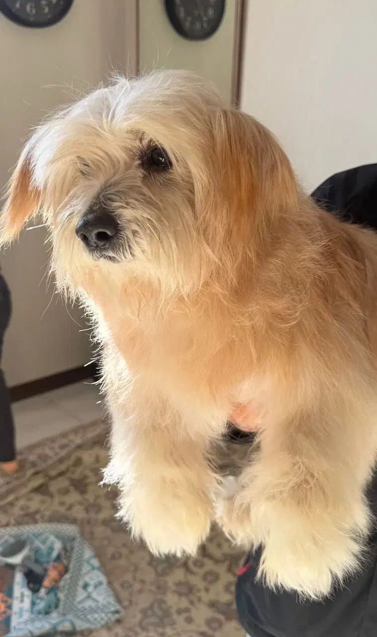 پیدا شده|سگ|قزوین, |دیوار