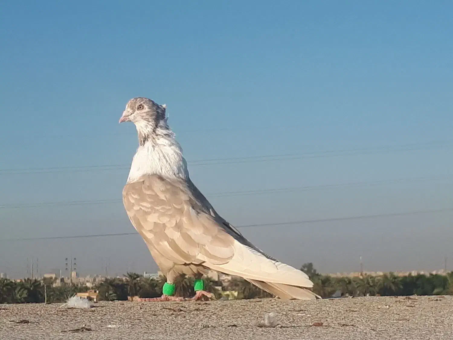 کبوتر|پرنده|کارون, |دیوار