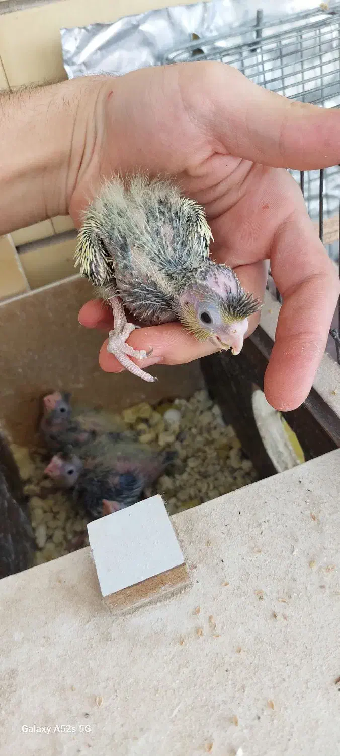 عروس هلندی سرلاکی|پرنده|سهند, |دیوار