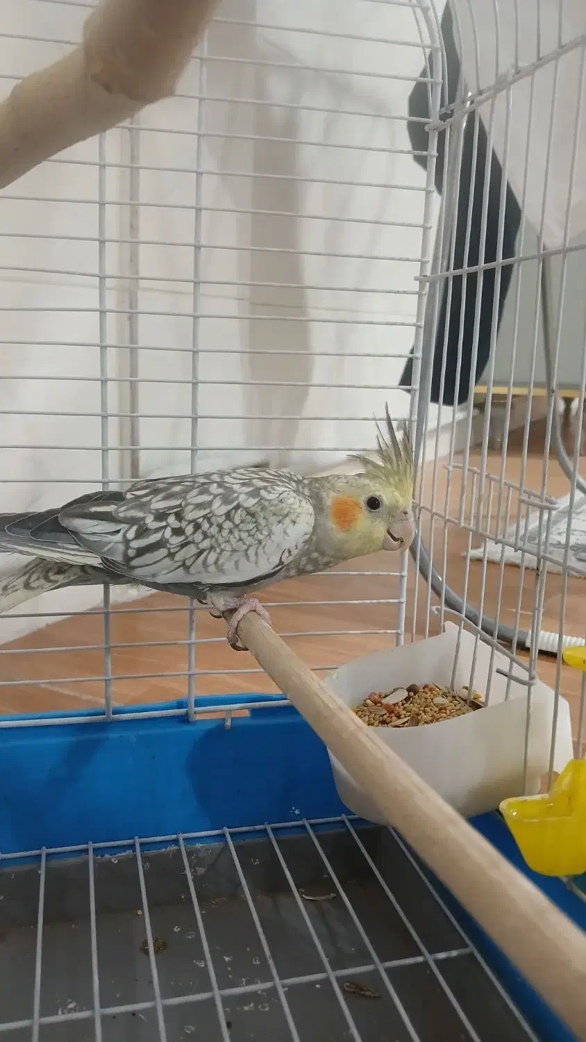 عروس هلندی|پرنده|قدس, شهر‌قدس|دیوار