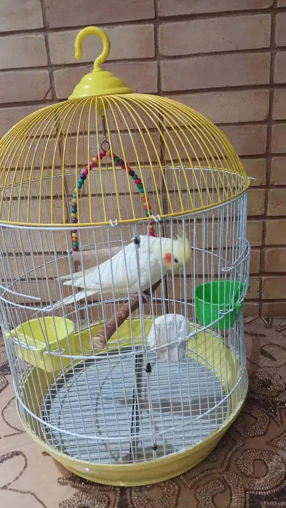 عروس هلندی|پرنده|تهران, گلاب دره|دیوار