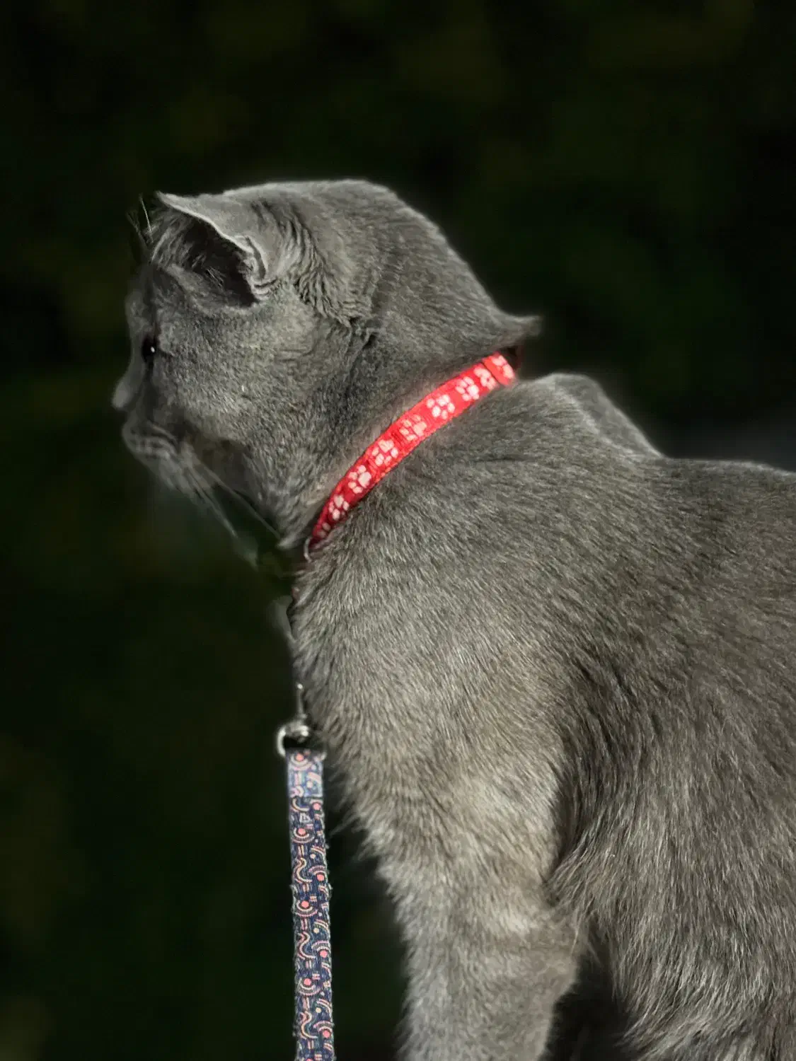 گردو ی خشکلمون اسکاتیش بلو ماده ۱ سالشه|گربه|اسلامشهر, شهرک مفیدی|دیوار