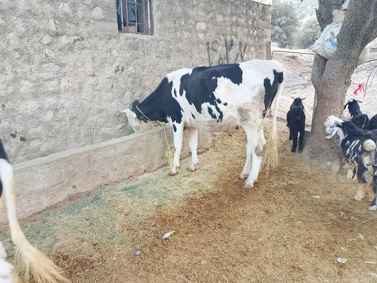 فروش گاو و گوساله و چند راس بزغاله|حیوانات مزرعه|ایلام, |دیوار