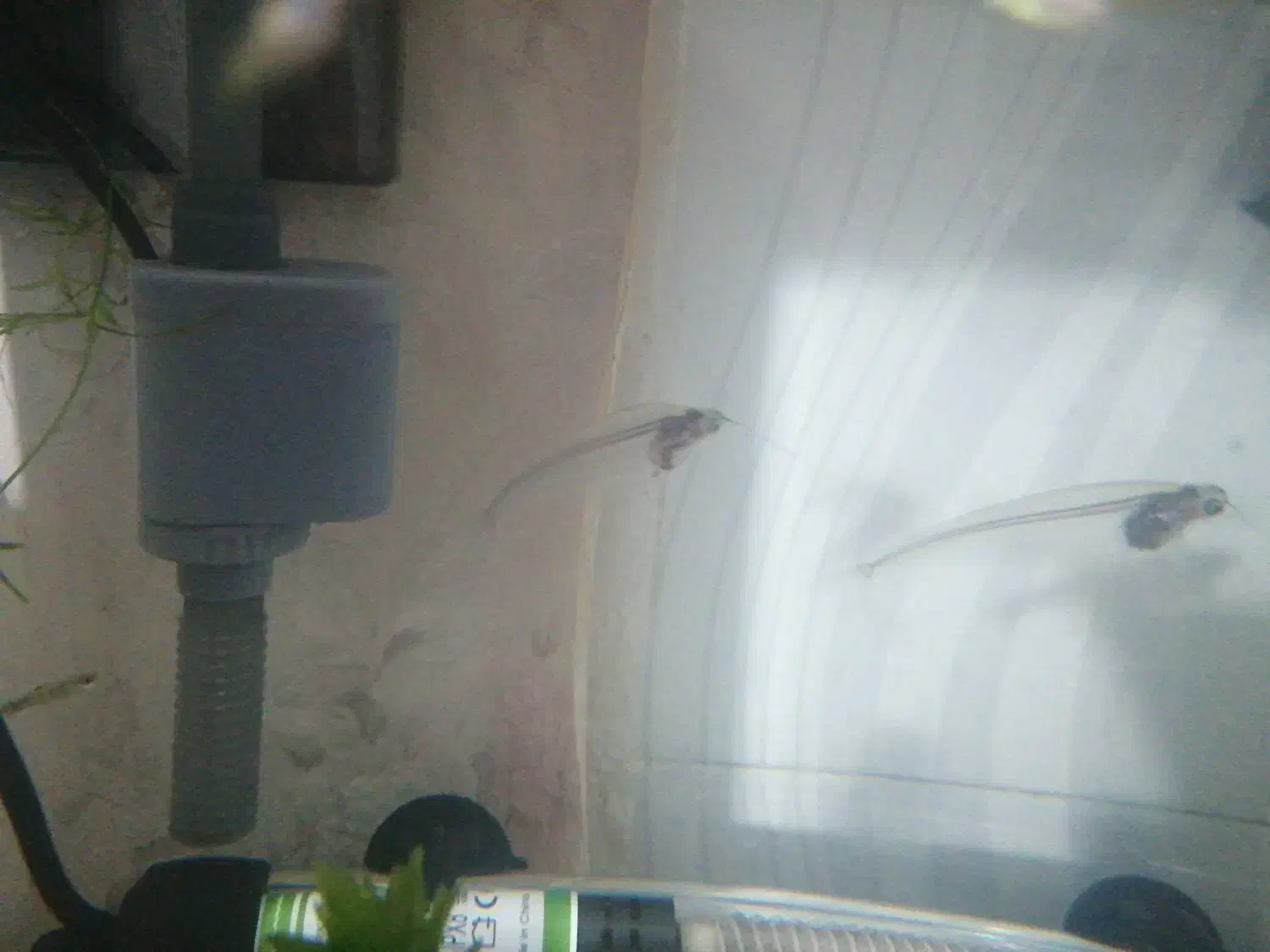 ماهی زیبای شیشه ای|ماهی|قم, اسمعیل آباد|دیوار