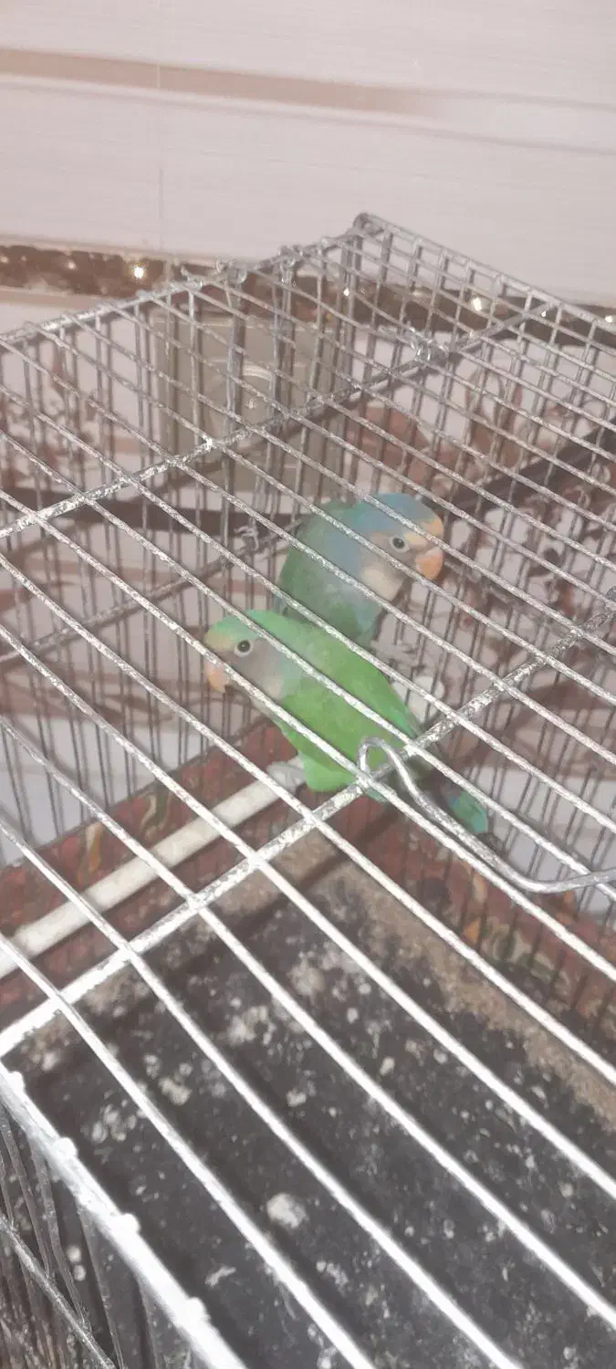 یک جفت کوتوله برزیلی|پرنده|سلامی, |دیوار