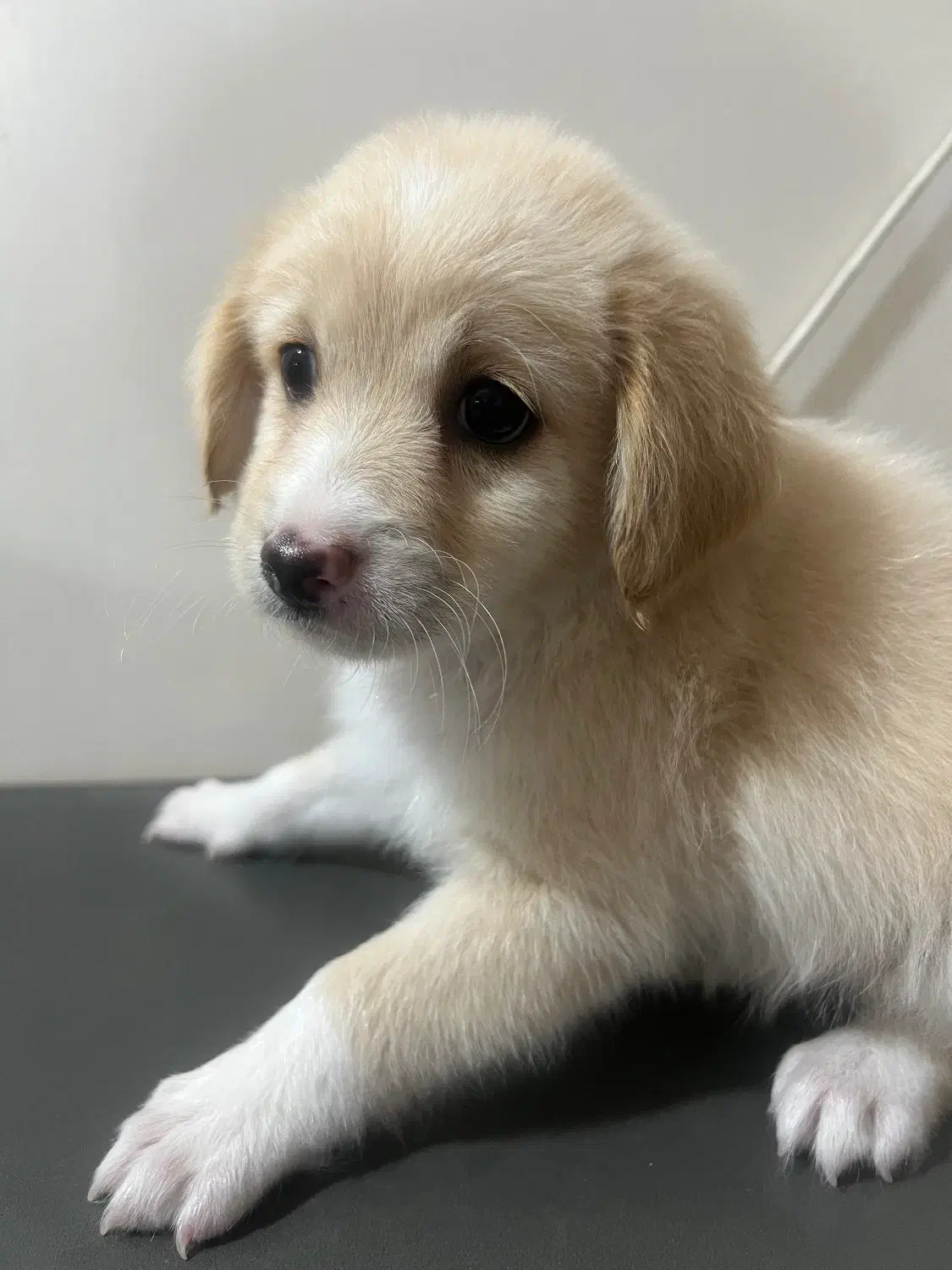 سایز ریز عروسکی|سگ|خرمشهر, |دیوار