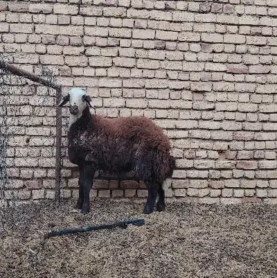 بره قوچ|حیوانات مزرعه|چادگان, |دیوار