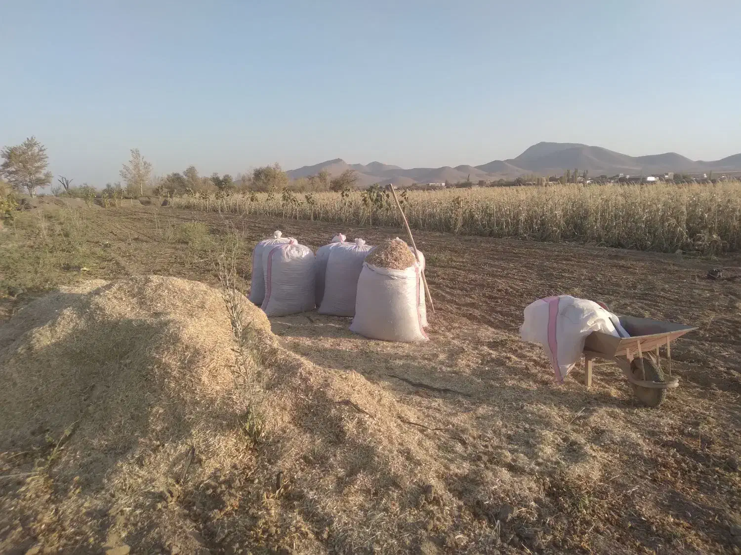 کاه لوبیا، کاه، یونجه|عمدهفروشی|ساوه, |دیوار