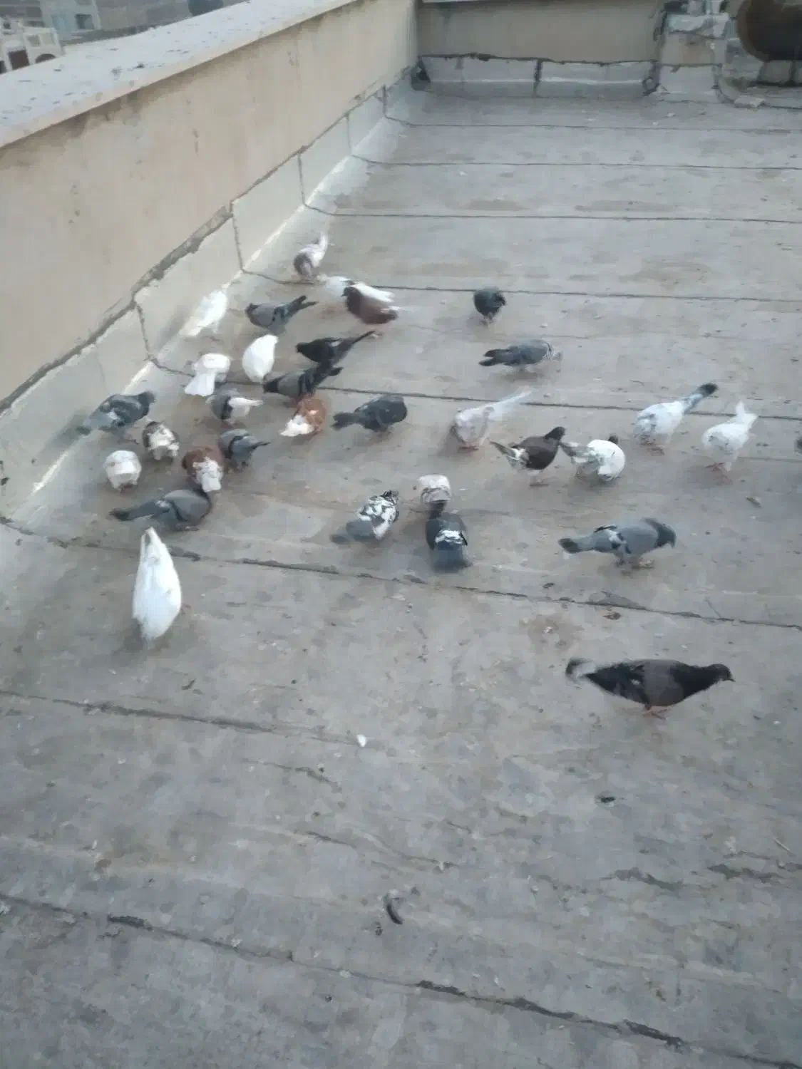 فروش کبوتر|پرنده|گرمسار, |دیوار