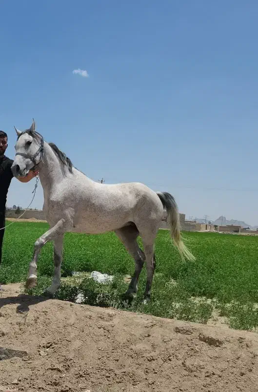 اسب مادیون ترکی|اسب و تجهیزات اسب‌سواری|حبیب آباد, |دیوار